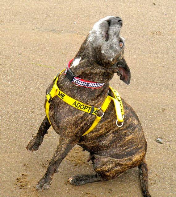 Ellie 7 y fostered Cumbria needs Forever home Ellie%20-%20beach_zps3i4pzygx