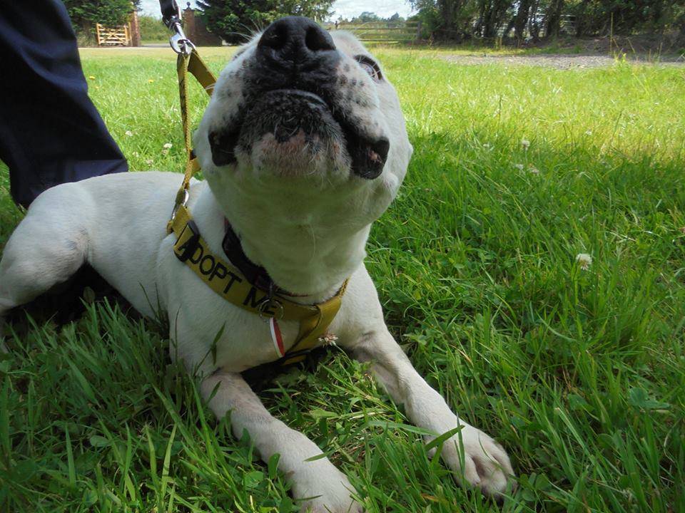 Fantastic Fred, male, white, 7-8 yrs, Worcester area 13612150_10157168848685437_1385658130610205716_n_zpsebwqrbbd