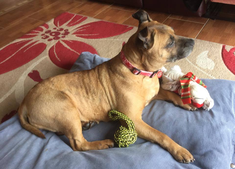 Gorgeous Gertie, female, 9, red coat, Stafford area 12799130_10156662830535437_8400764286014226230_n_zpsqsneykyp