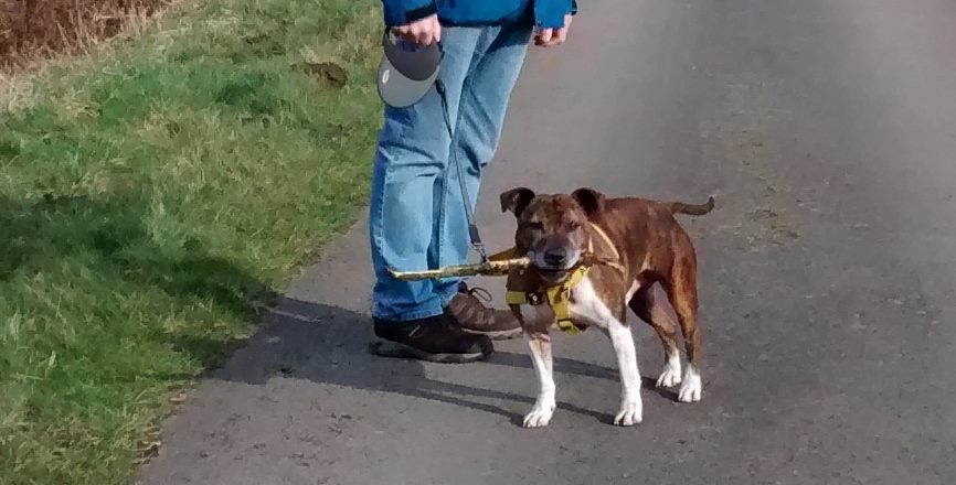 Jake - 12yrs - Stafford Kennels 11075268_854533864587958_301933898820781939_n_zpsle7olwvg