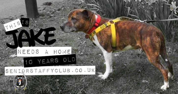 Jake - 12yrs - Stafford Kennels 11377371_10155521984410062_1258534149916633582_n_zpsyz2vhvrc