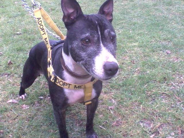 Lady Lexi, 9 yrs, female, frost black & white, Worcester area 12923240_10156800628475437_710436680583248563_n_zpsehoapq8f
