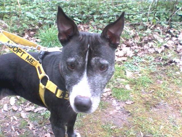 Lady Lexi, 9 yrs, female, frost black & white, Worcester area 12932901_10156800628620437_2821072080561808815_n_zpsgmxylsiw