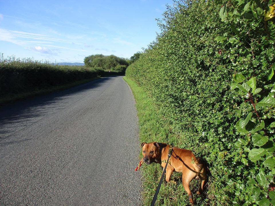 Mr Biggs, 8 years, red coat, a true gent!  12038193_10156154515695437_6435729415846170966_n_zpsyzhkdudf