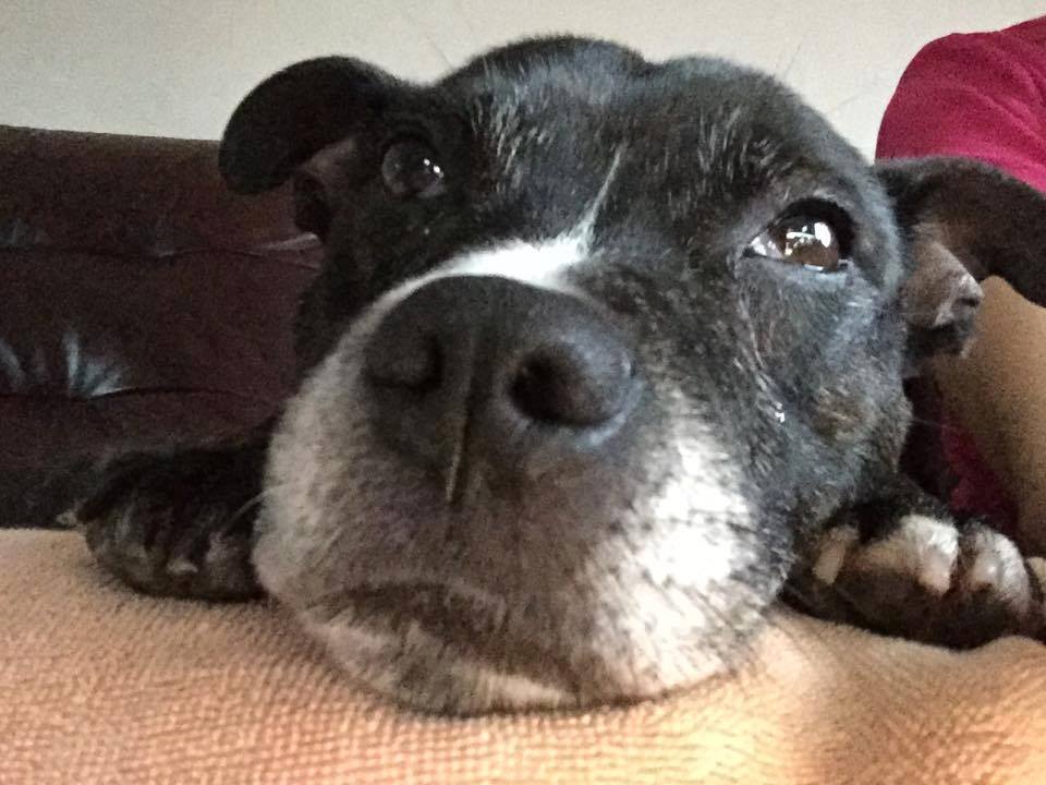 Rio, male, 9 years, dark brindle & white, Tamworth area 11204020_10156324700445437_2817315838295369405_n_zpsmzl9pawk