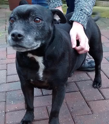 Sweet Girl Sally, female, nearly black, 9 years, Cannock area 4210da_3721d18e6fbe4c91ba302e3b05c65248_zps81d22hte