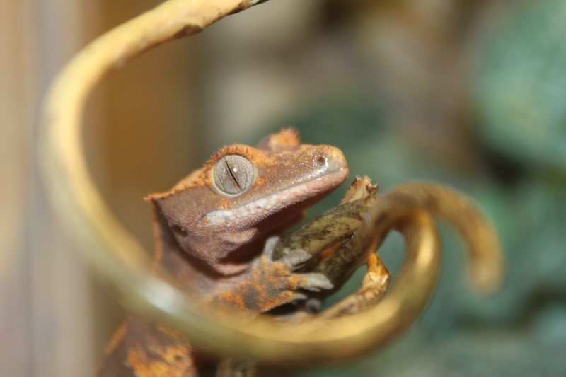 Mes Rhacodactylus Ciliatus IMG_9449petit