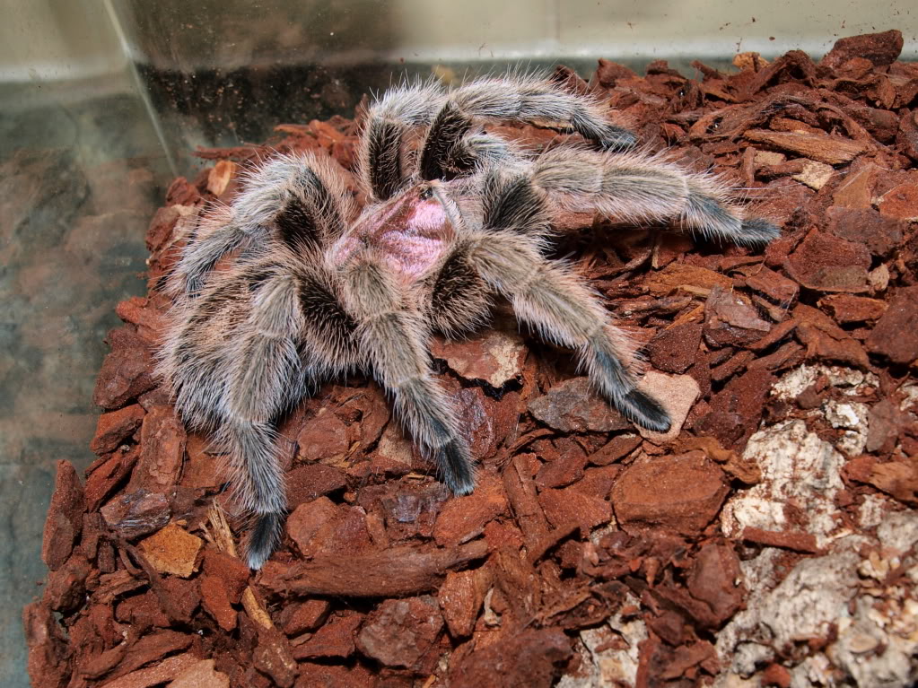 My few tarantulas P4060081