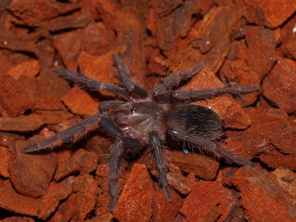 My few tarantulas P4080245