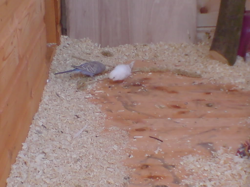 Aviary Budgies