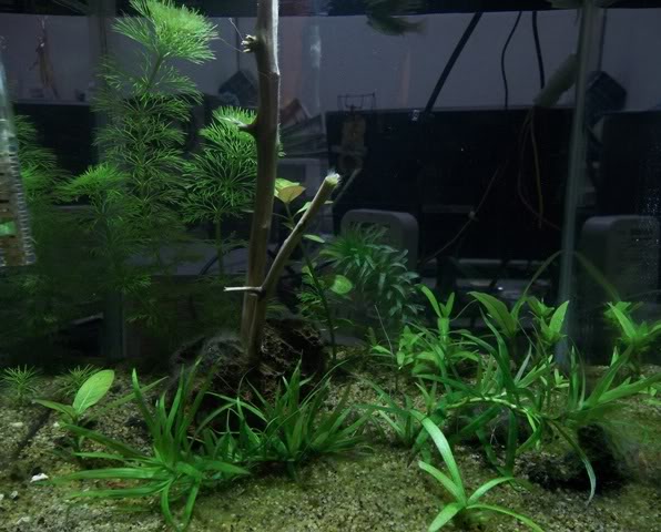 Mi acuario 15L 100_3534-2_zpsfe4bf69e