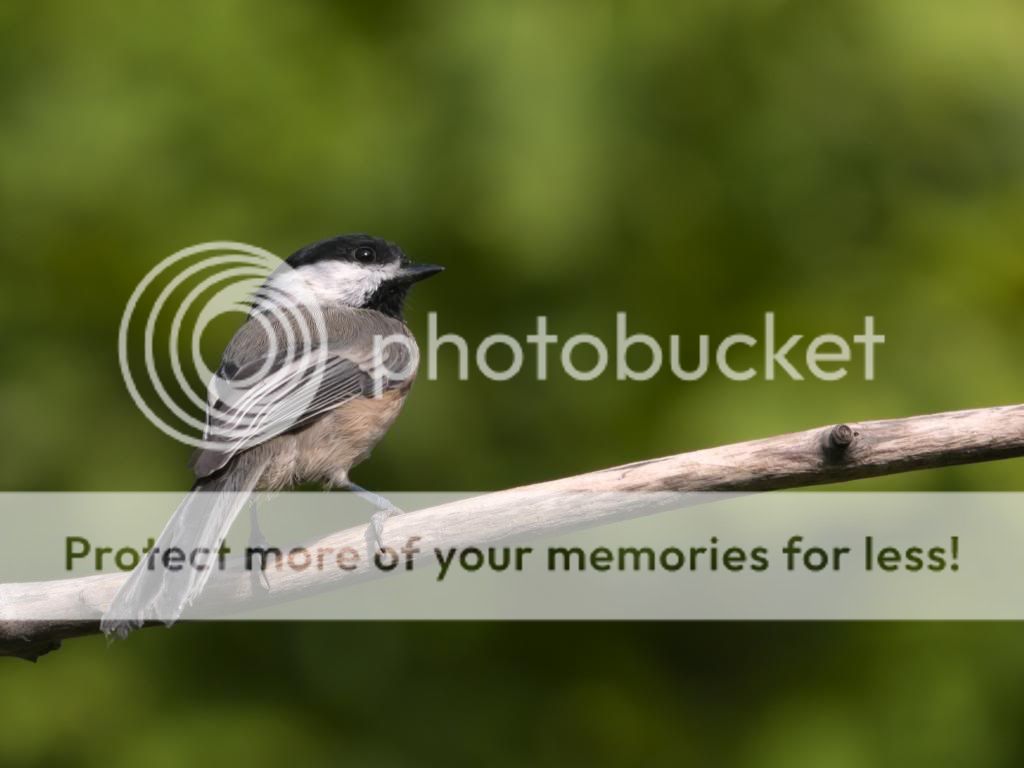 Mésange à tête noire. _IGP3627_zpsb108b40f