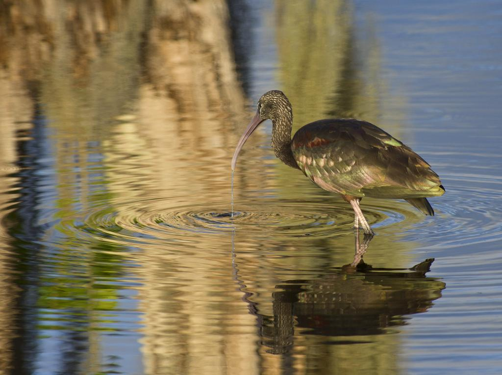 Ibis falcinelle photographiée en Floride ( Couleurs exceptionnelles) _IGP5909_zps63a0fbe8