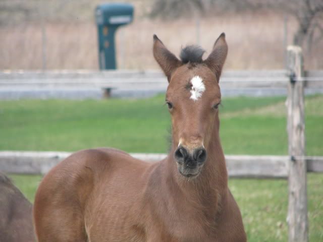 Flame 2009 pure sang anglais/frison  en or!!!!2 mois, nouvelle photo Nouveaupoulainnaissance074