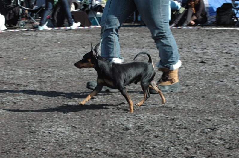 Pinscherspesialen 2009 Pinscherspesialen2009033