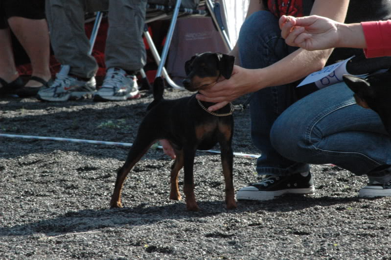 Pinscherspesialen 2009 Pinscherspesialen2009039