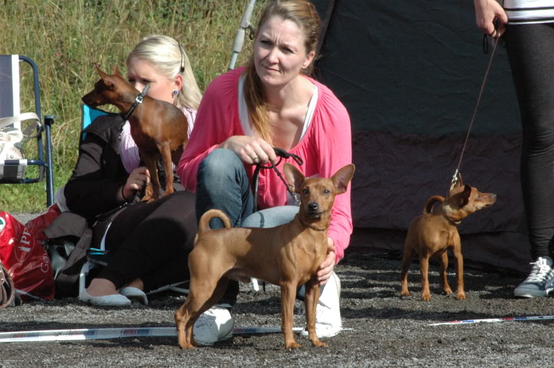 Pinscherspesialen 2009 Pinscherspesialen2009061