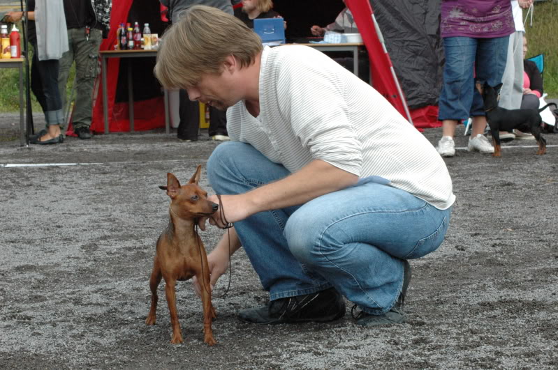 Pinscherspesialen 2009 Pinscherspesialen2009115