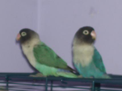 os presento a mis agapornis Los2juntikos