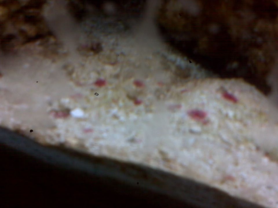 Red Algae? IMG00030