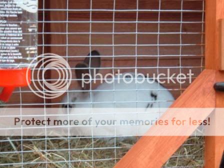 baby bunny pics- add yours. Andacuteside_2