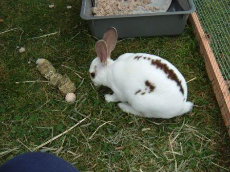 Milly & Molly in their run today Eatinggrass31