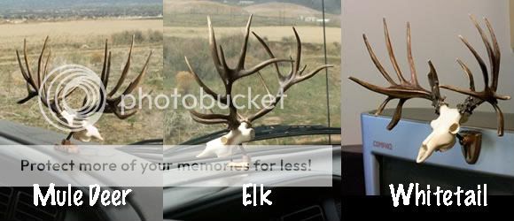 New Awesome Dashboard Euro Mounts and Sheds! Muley