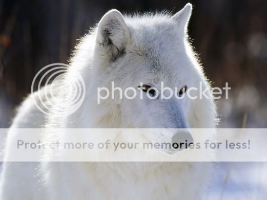 Mignonette "MInnie" Waldorf Arctic_Wolf2C_Canada