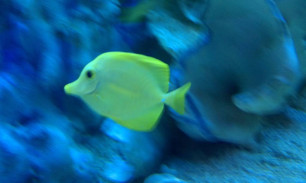 Lets see your favorite aquatic picture! Tang1