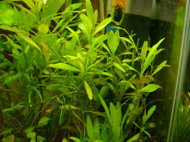 (FICHA) Hygrophila Polysperma DSC04218