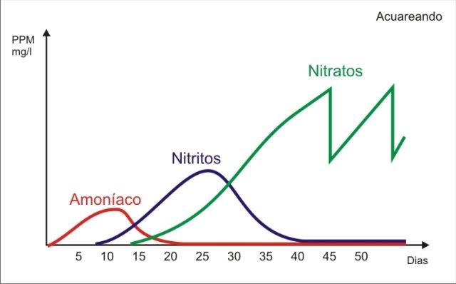 Ciclado de un Acuario - Ciclo del Nitrogeno Ciclodelnitrogeno