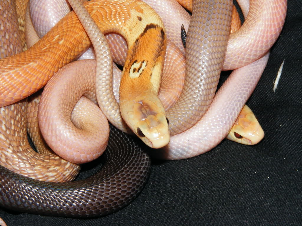 cluster of sunset monocle cobras Joespics199