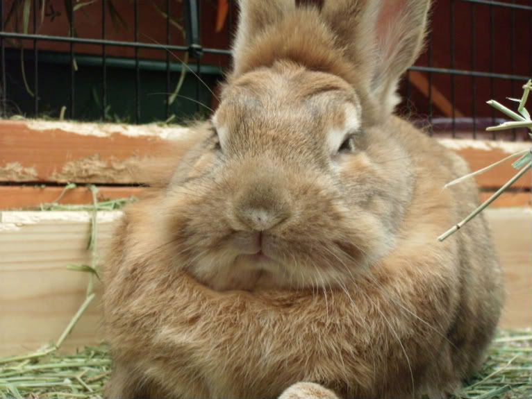 Post your Dissing Bunny piccies GEDC0658