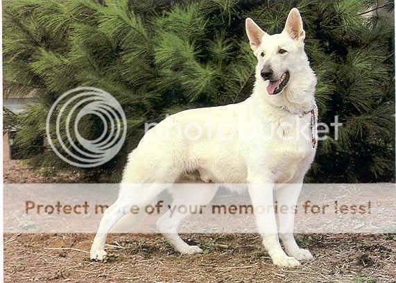 PaintedDreamer's Dogs White_German_Shepherd