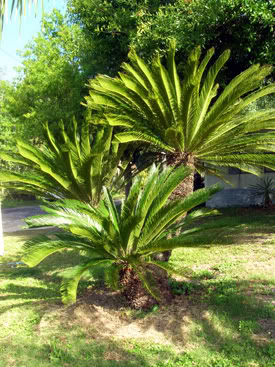 Planta tóxica - Cycas revoluta Cycas-revoluta