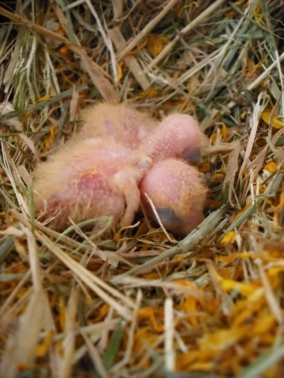 Mis Agapornis han criado en el suelo de la jaula P00