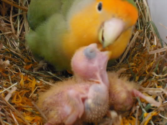 Mis Agapornis han criado en el suelo de la jaula P06