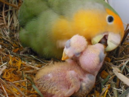 Mis Agapornis han criado en el suelo de la jaula P07