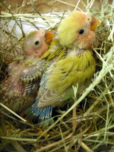 Mis Agapornis han criado en el suelo de la jaula Pollitos--