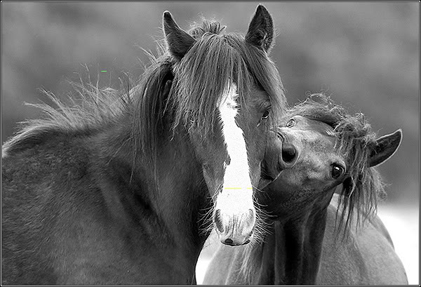 Slike drebadi Horses