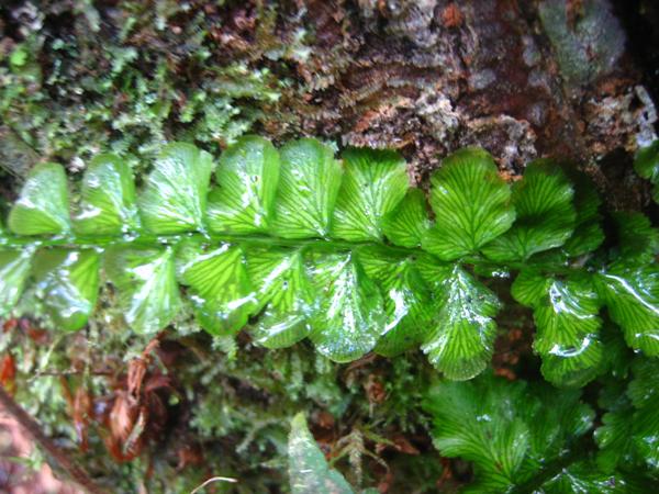 福山植物園植物選介(未完) 5