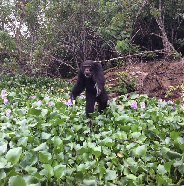 Heartwarming pictures show abandoned chimp's joy at finally seeing a friendly face  5626792_14393004798291_funddescription