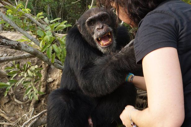 Heartwarming pictures show abandoned chimp's joy at finally seeing a friendly face  12710706_10208459239389708_3877710429663171023_o