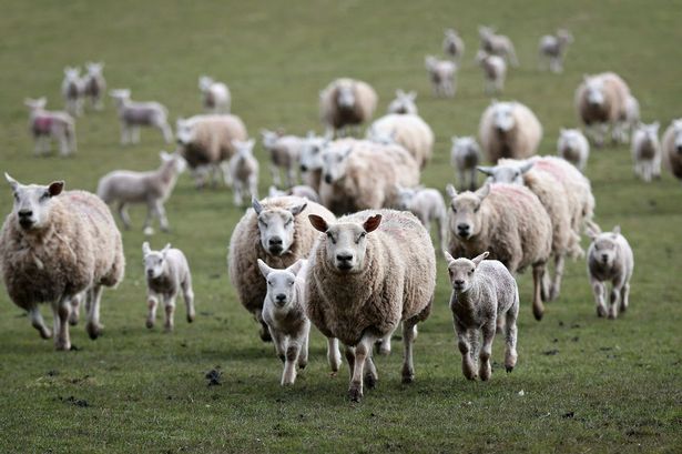 4+ years is long enough for me..... Sheep-rush-in-to-eat-feed