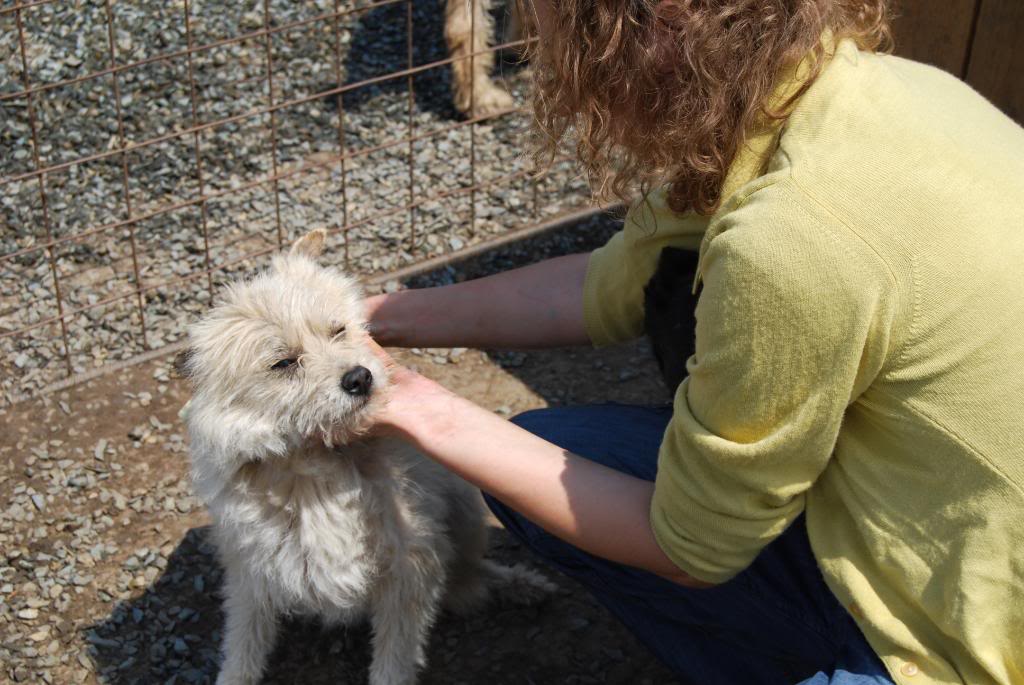 LES 83 CHIENS DE TINA A SAUVÉ DE LA MORT - Page 7 222fcf0f