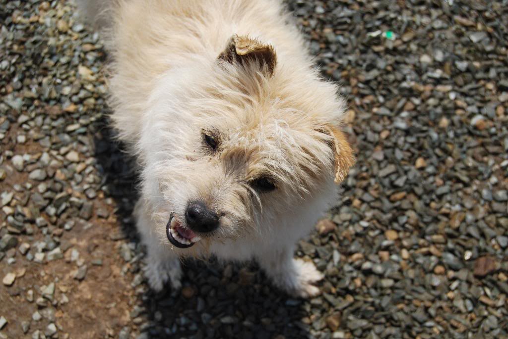 MIKO  MALE PARRAINE PAR PHILOU - MORT CHEZ VASILE 6cba960c