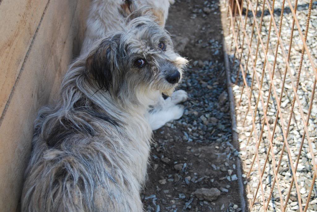 charik - CHARIK MALE PARRAINE PAR PHILOU - MORT CHEZ VASILE 81d3a78e