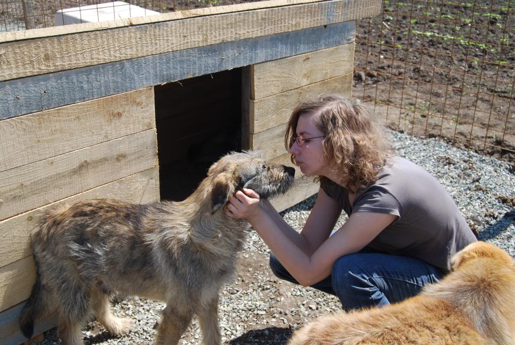 LES 83 CHIENS DE TINA A SAUVÉ DE LA MORT - Page 10 B3a2c824