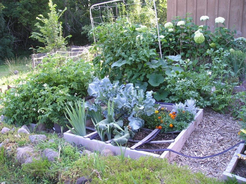 Monthly Avatar Theme for August:  Show off your Garden! Garden1cropped