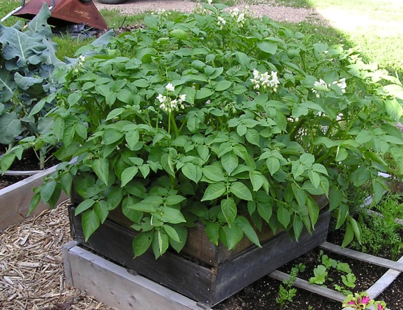 Progress so far Potatoes22012cropped